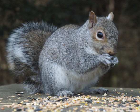 Обои картинки фото животные, белки