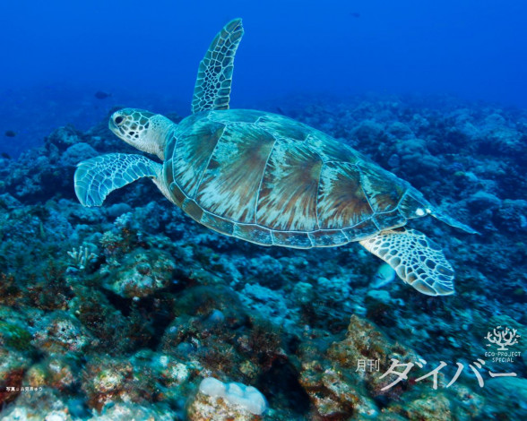 Обои картинки фото животные, Черепахи