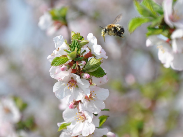 Обои картинки фото цветы, цветущие, деревья, кустарники
