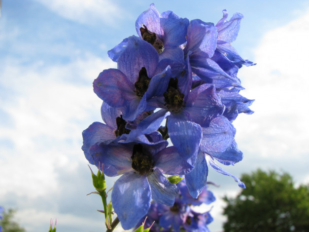 Обои картинки фото цветы, дельфиниум