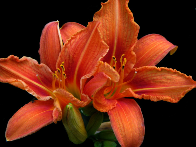 Обои картинки фото цветы, лилии, лилейники