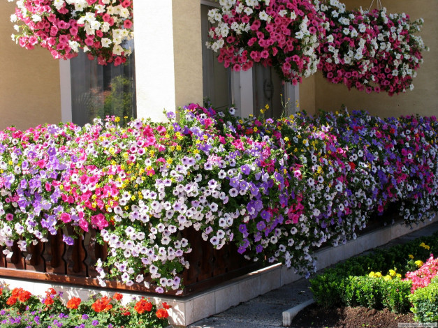 Обои картинки фото цветы, петунии, калибрахоа