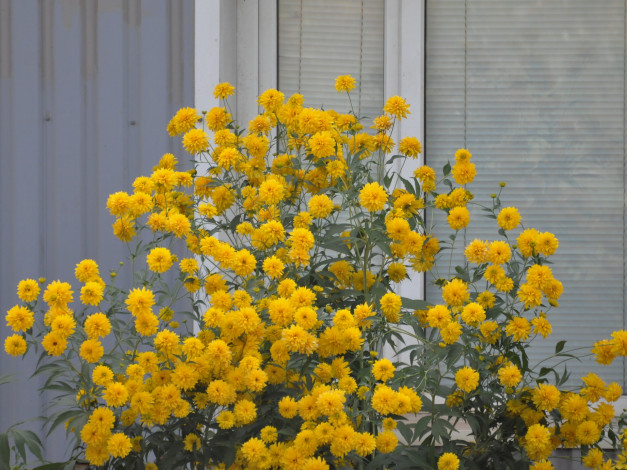 Обои картинки фото цветы, рудбекия