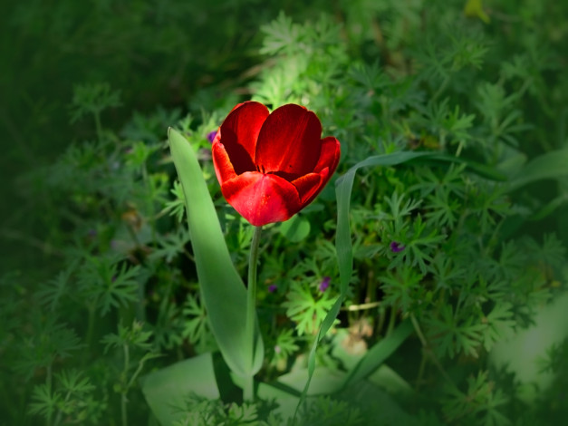 Обои картинки фото цветы, тюльпаны