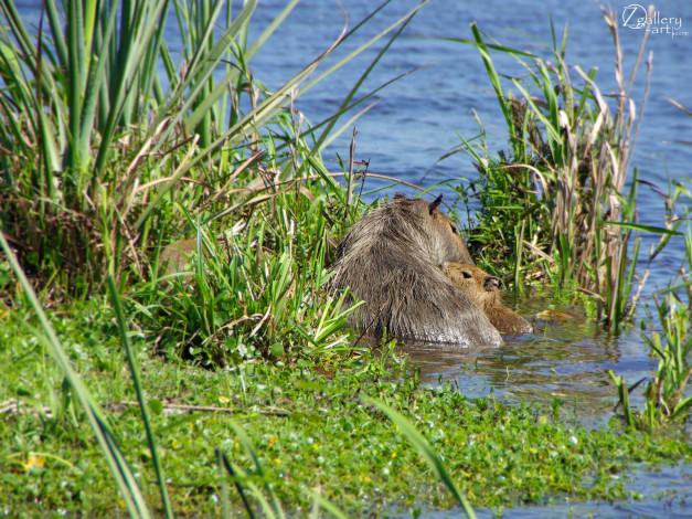 Обои картинки фото животные, бобры