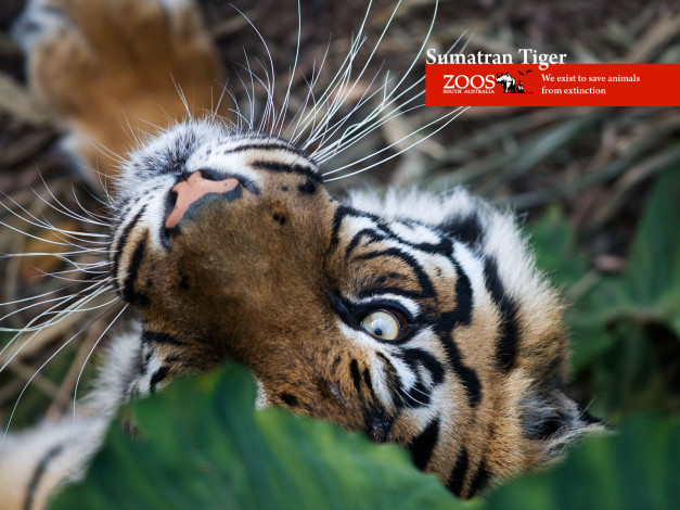 Обои картинки фото животные, тигры