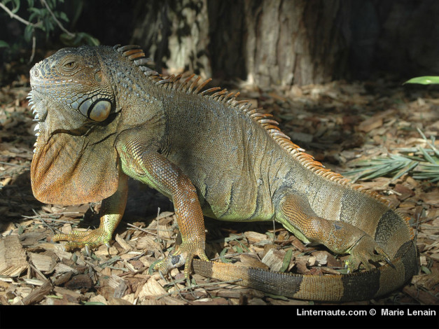 Обои картинки фото животные, Ящерицы, игуаны, вараны