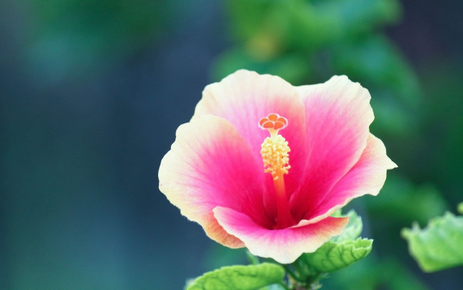 Обои картинки фото цветы, гибискусы