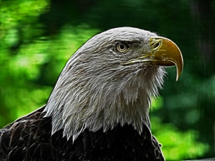 Картинка 3д графика animals животные орел