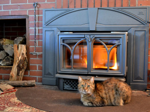 Картинка животные коты камин