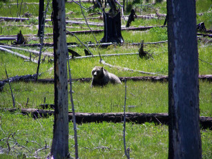 Картинка животные медведи