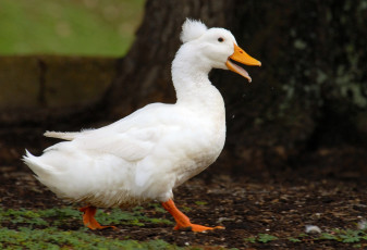 Картинка животные утки белый хохолок