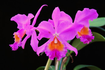 Картинка цветы орхидеи яркий розовый