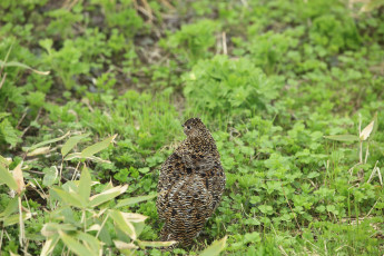 Картинка животные куропатки рябчики перепела трава