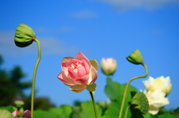 Картинка цветы лотосы