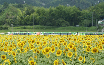 Картинка цветы подсолнухи