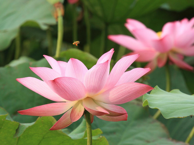 Обои картинки фото цветы, лотосы