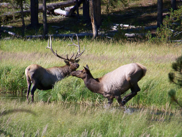 Обои картинки фото животные, олени, рога