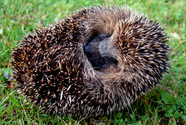 Обои картинки фото животные, ежи, клубок, колючий