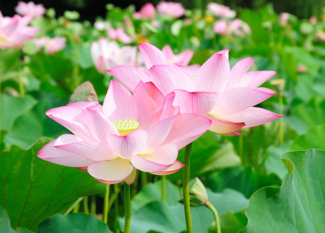 Обои картинки фото цветы, лотосы