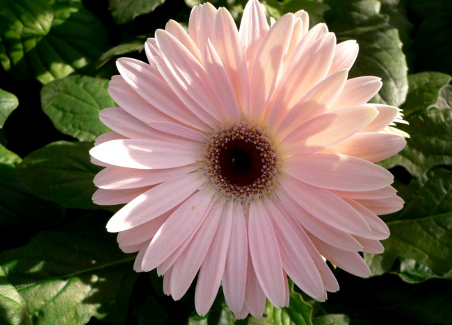 Обои картинки фото цветы, герберы, розовый, нежность, большой