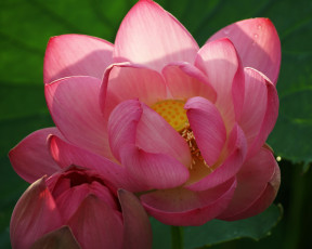 Картинка цветы лотосы лотос