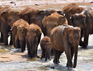 Картинка животные слоны стадо хоботы