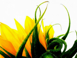 Картинка цветы подсолнухи подсолнух