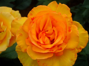 Картинка цветы розы роза