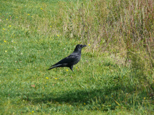 Картинка животные вороны грачи галки ворона трава