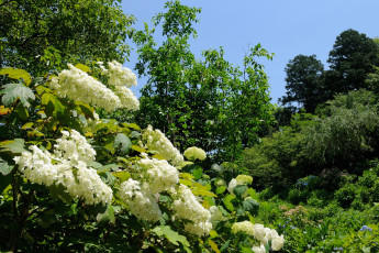 Картинка цветы гортензия