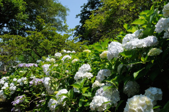 обоя цветы, гортензия, кусты