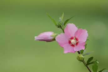 Картинка цветы мальвы фон зеленый бутон