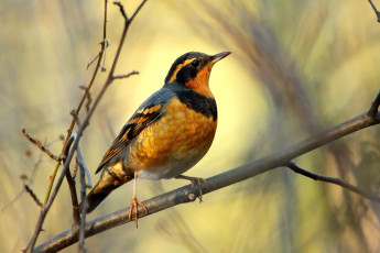 Картинка животные птицы перья ветка