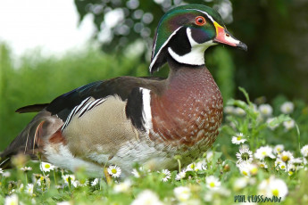 Картинка животные утки утка