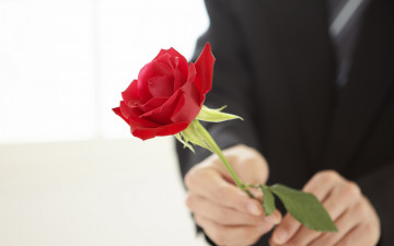 Картинка цветы розы роза