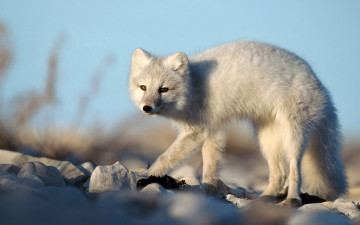 Картинка vulpe polara животные песцы