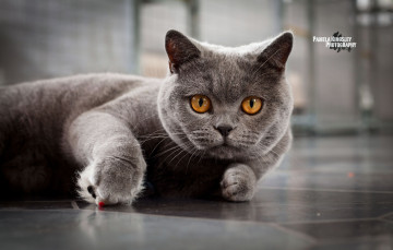 Картинка животные коты взгляд