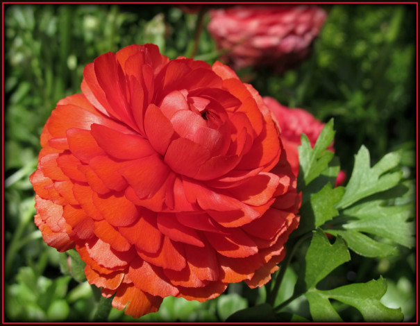 Обои картинки фото цветы, ранункулюс, азиатский, лютик, лепестки