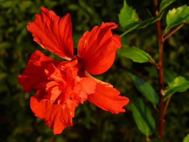 Обои картинки фото цветы, гибискусы, красный