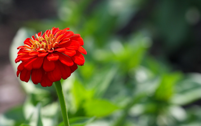 Обои картинки фото цветы, цинния, красный