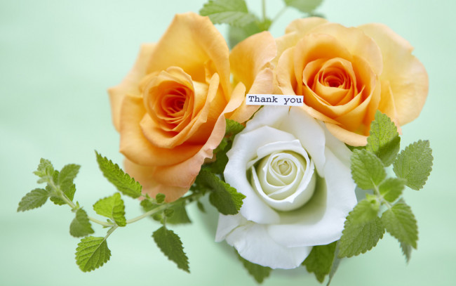 Обои картинки фото цветы, розы