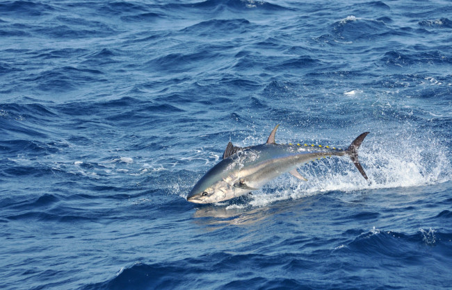 Обои картинки фото животные, рыбы, прыжок, вода