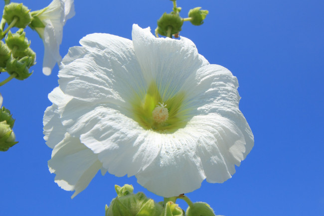 Обои картинки фото цветы, мальвы, цветок, небо