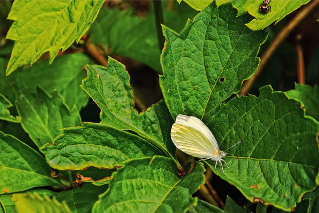 Обои картинки фото животные, бабочки, листья, паучок, бабачка