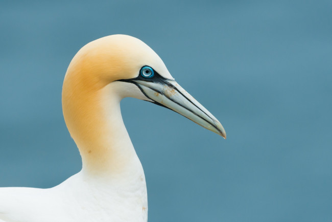 Обои картинки фото животные, олуши, птица, фон