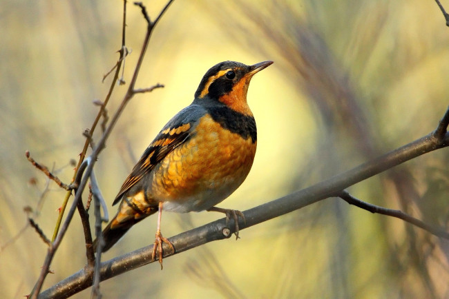 Обои картинки фото животные, птицы, перья, ветка