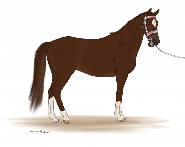 Обои картинки фото рисованные, животные, лошади, лошадь