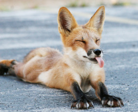 Картинка животные лисы лисичка