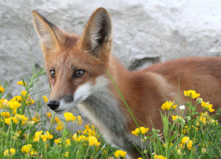 Картинка животные лисы лисичка